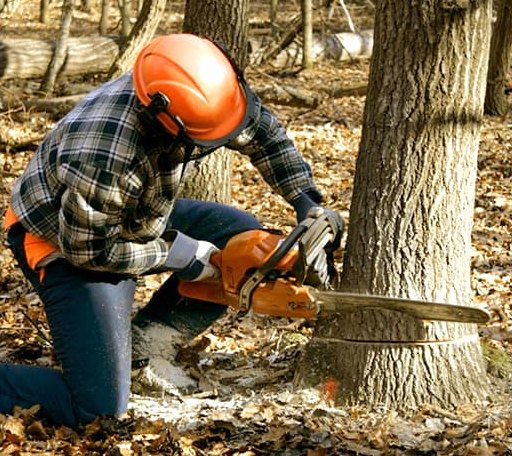 Tree Removal in Sanderson, TX